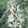 Asphodelus albus dettaglio