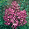 Lagerstroemia INDICA