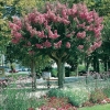 Lagerstroemia INDICA