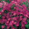 Aster 'Dandy'