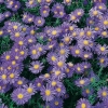 Aster 'Fidelio'