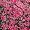 Aster 'Kassel'