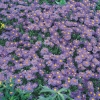 Aster 'Lady in Blue'