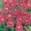 Aster novae-angliae 'Alma Pötschke'