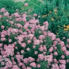 Aster novae-angliae 'Madame Loyau'