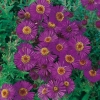 Aster novae-angliae 'Paul Gerber'