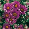 Aster novae-angliae 'Purple Dome'