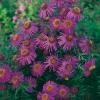 Aster novae-angliae 'Rosanna'