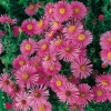 Aster novae-angliae 'Rudelsburg'