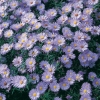 Aster novi-belgii 'Audrey'