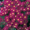 Aster novi-belgii 'Crimson Brocade'