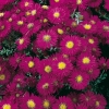 Aster novi-belgii 'Freda Ballard'