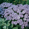 Aster novi-belgii 'Marie Ballard'