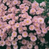 Aster novi-belgii 'Patricia Ballard'