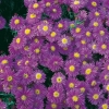 Aster novi-belgii 'Sarah Ballard'