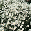 Aster novi-belgii 'White Ladies'