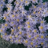 Aster amellus 'Lac de Geneve'