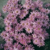 Aster amellus 'Lady Hindlip'