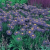 Aster tongolensis 'Napsbury'