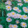 Aster tongolensis 'Wartburgstern'