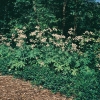 Astrantia major 'Rosea'