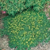 Azorella trifurcata 'Nana'