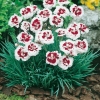 Dianthus 'Alice'