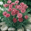 Dianthus 'Annabelle'