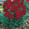 Dianthus 'Desmond'