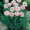 Dianthus 'Doris'