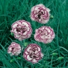 Dianthus 'Gran's Favourit'