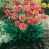 Dianthus 'Helen'