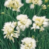 Dianthus 'Mrs Sinkins'