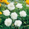 Dianthus 'White Reserve'