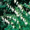 Dicentra spectabilis 'Alba'