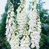 Digitalis purpurea 'Alba'