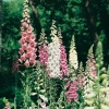 Digitalis purpurea Ibridi Excelsior