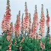 Digitalis purpurea 'Sutton's Apricot'