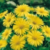 Doronicum orientale 'Magnificum'