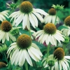 Echinacea purpurea 'White Lustre'