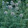 Echinops bannaticus 'Taplow Blue'