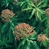 Euphorbia mellifera dettaglio