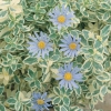 Felicia amelloides 'Variegata'