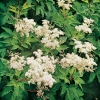 Filipendula purpurea 'Elegans'