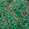 Fragaria Pink Panda® 'Frel'