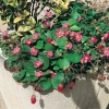 Fragaria Pink Panda® 'Frel' dettaglio