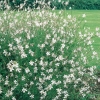 Gaura lindheimeri