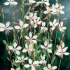 Gaura lindheimeri dettaglio