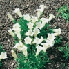 Gentiana acaulis 'Alba'