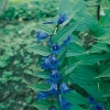 Gentiana asclepiadea dettaglio